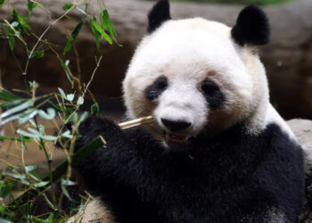 বিশাল পান্ডাকে বিদায় জানাতে টোকিওতে দর্শকের ভিড়