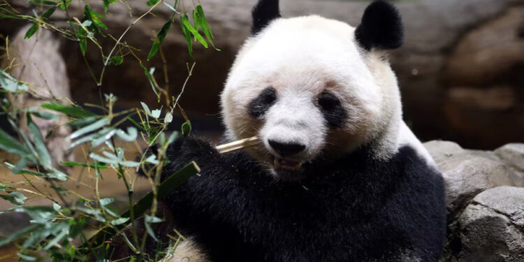 বিশাল পান্ডাকে বিদায় জানাতে টোকিওতে দর্শকের ভিড়