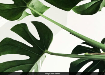 বিশ্বে বিলুপ্ত ভাবা উদ্ভিদের সন্ধান মিলল ৬০ বছর পর