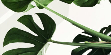 বিশ্বে বিলুপ্ত ভাবা উদ্ভিদের সন্ধান মিলল ৬০ বছর পর