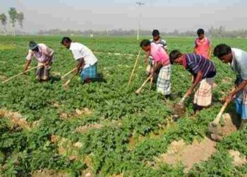 মৌসুমে আলু চাষে ব্যস্ত সময় পার করছেন খুলনার কৃষকরা
