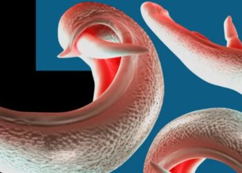 দেশে দেশে ছড়াতে পারে যৌনাঙ্গ আক্রান্তকারী পরজীবী