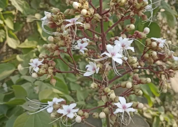 প্রকৃতিতে ফুটে উঠেছে ভাটি ফুল