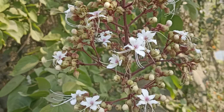 প্রকৃতিতে ফুটে উঠেছে ভাটি ফুল