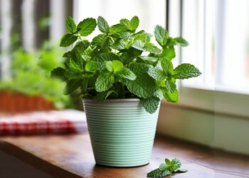 সহজ যত্নে ঘরেই মিলবে সতেজ সুগন্ধ