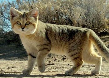 জাতে বিড়াল, ডাকে কুকুরের মতো