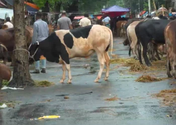 ইজারার শর্ত লঙ্ঘন করে রাস্তায়ও বসেছে পশুর হাট