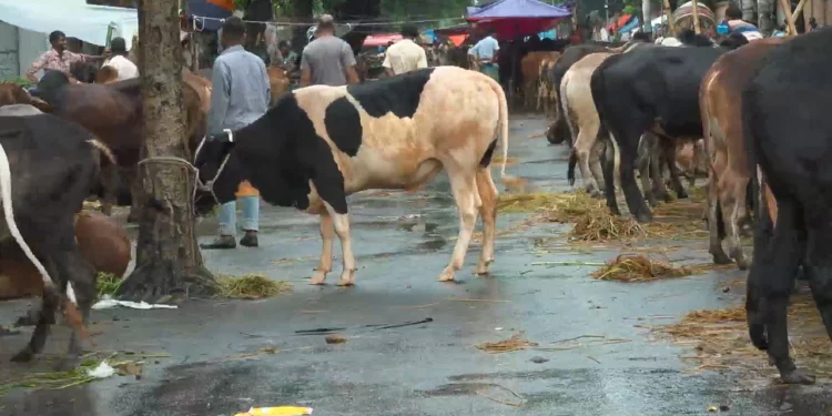 ইজারার শর্ত লঙ্ঘন করে রাস্তায়ও বসেছে পশুর হাট