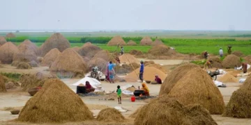 হরমুজ বন্ধ হওয়ায় খাদ্য উৎপাদনে মারাত্মক ঝুঁকিতে বাংলাদেশ: জাতিসংঘ