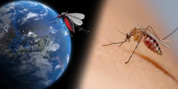 মশা দিয়েই মশার বংশ রুখছে মশা: যুক্তরাষ্ট্র